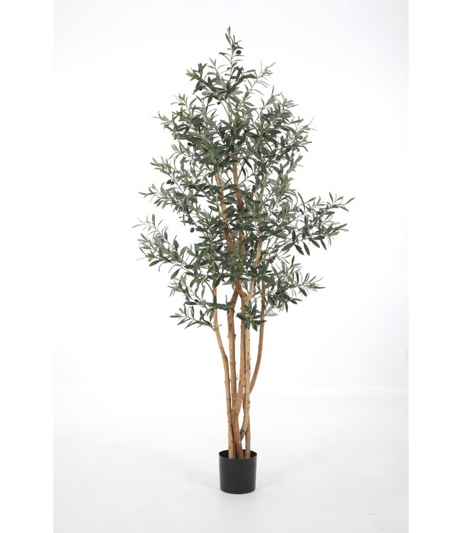 Olive Tree 190cm *LCP