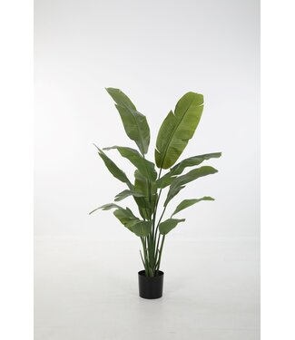 Strelitzia 165cm