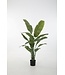 Strelitzia 165cm