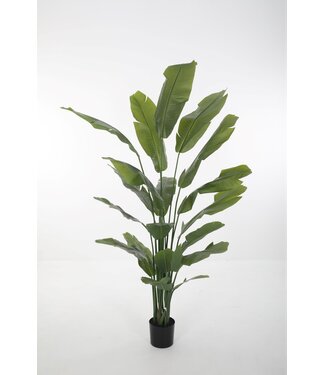 Strelitzia 210cm