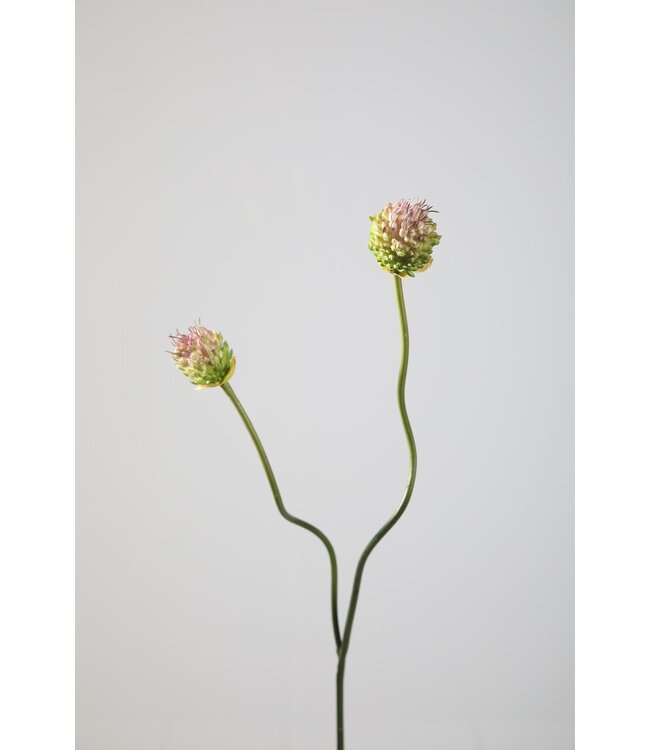 Garlic Spray 64cm
