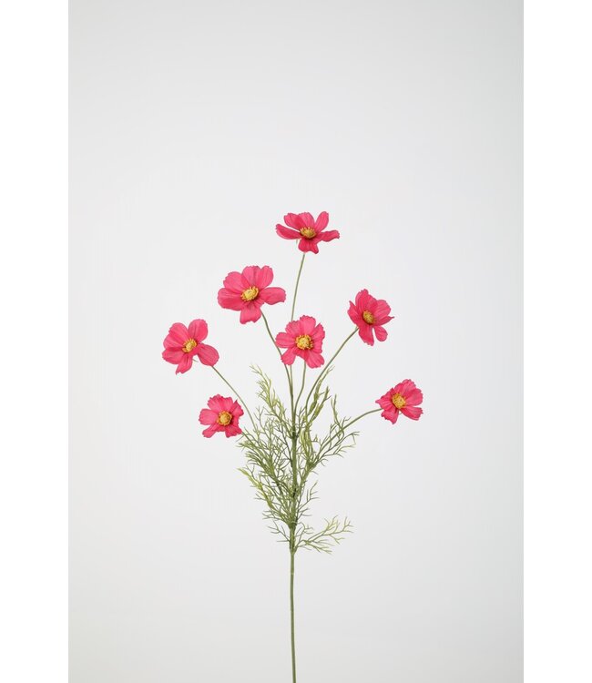 Cosmos Spray x7 77cm pink