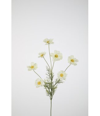 Cosmos Spray x7 77cm wit