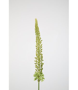 Eremurus Stem 112cm  groen