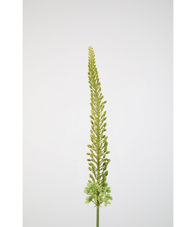 Eremurus Stem 112cm  groen