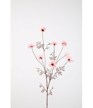 Cosmos Spray 77cm lichtrose