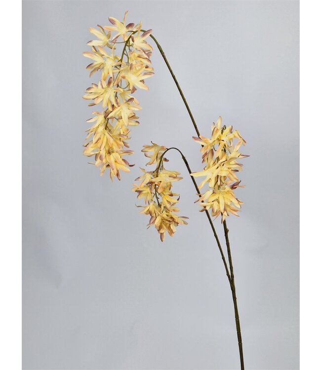 Eremurus spray Vidar old pink 103cm