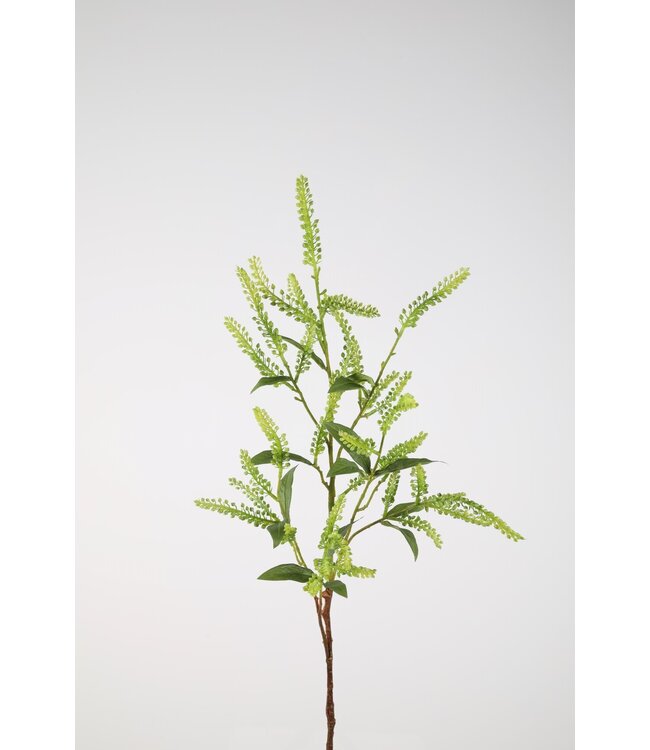 Japonica Pieris Spray 105cm