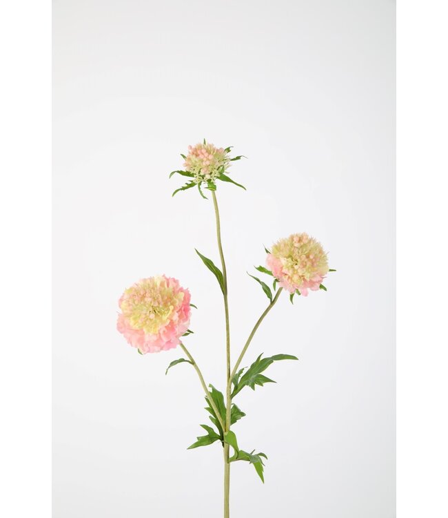 Scabiosa Spray x3 76cm light pink