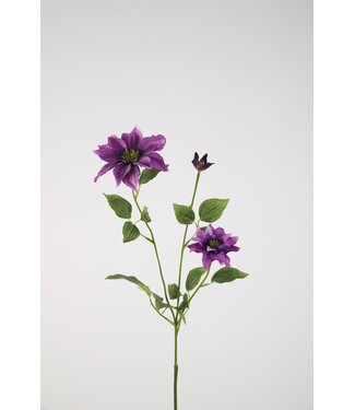 Clematis Spray 90cm purple