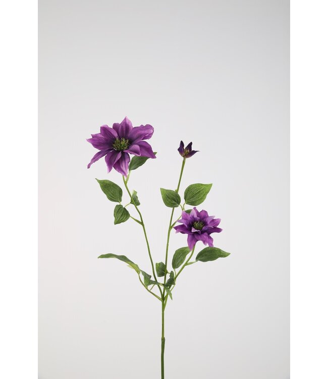 Clematis Spray 90cm purple
