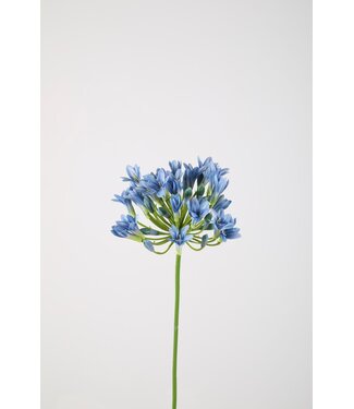 Agapanthus 75cm lichtblauw