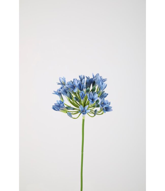 Agapanthus 75cm lichtblauw