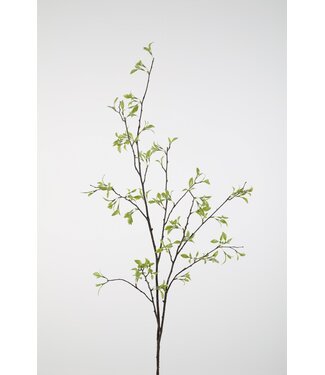 Birch Branch 143cm