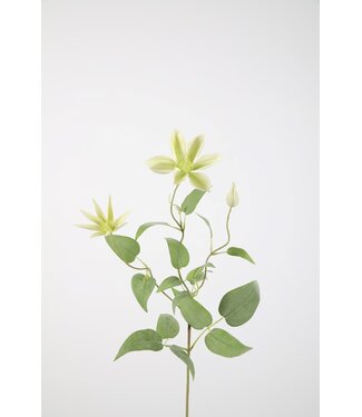 Clematis Spray 74cm groen