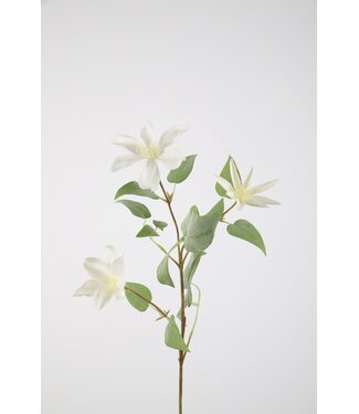 Clematis Spray 86cm wit