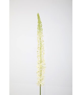 Eremurus Stem 130cm groen/creme