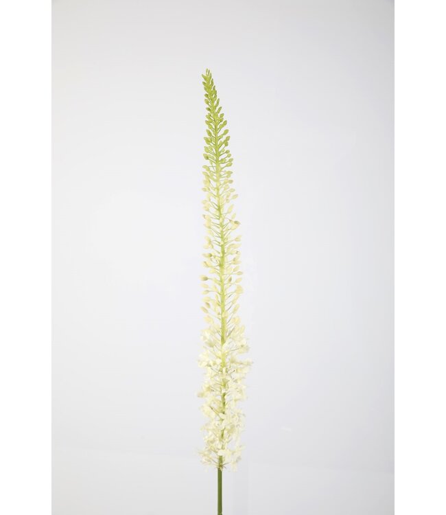 Eremurus Stem 130cm groen/creme