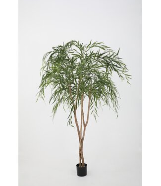Willow Tree 200cm