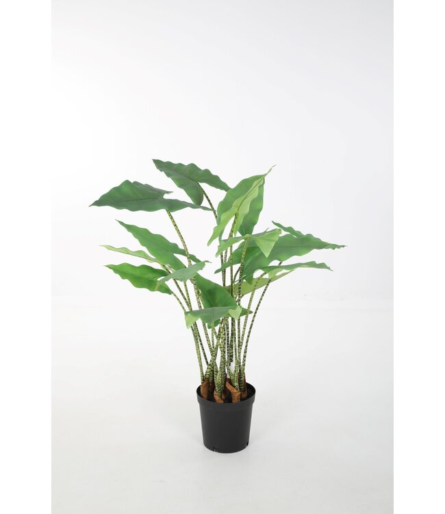 Alocasia Zebrina 110cm