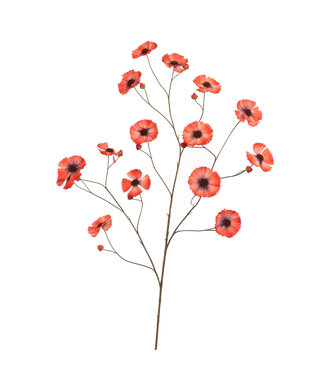 COSMOS SPRAY 124CM ROOD