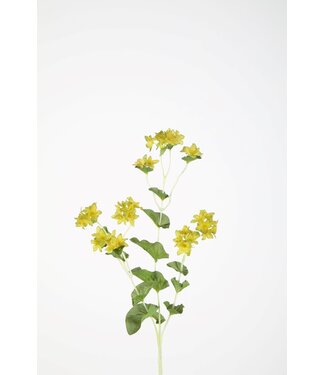 Bupleurum x3 73cm