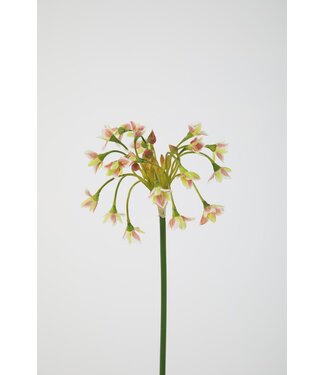Allium Siculum Spray 89cm
