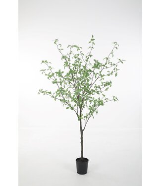Pittosporum in Pot 165cm