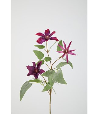 Clematis Spray 86cm paars