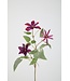 Clematis Spray 86cm paars