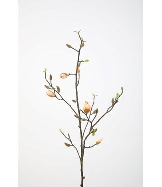 Magnolia 131 cm