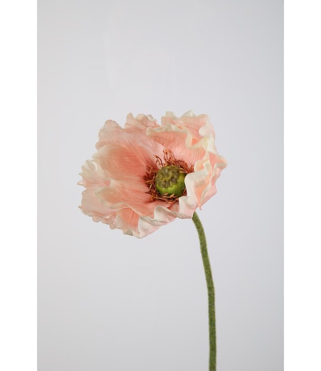 Giant Poppy Single Stem 75cm Dia 15cm