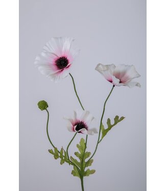 Klaproos licht creme/pink  63 cm
