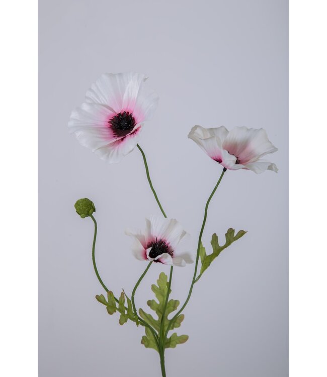 Klaproos licht creme/pink  63 cm
