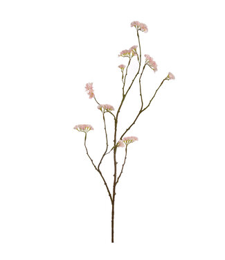 Limonium 110 cm Creme/pink