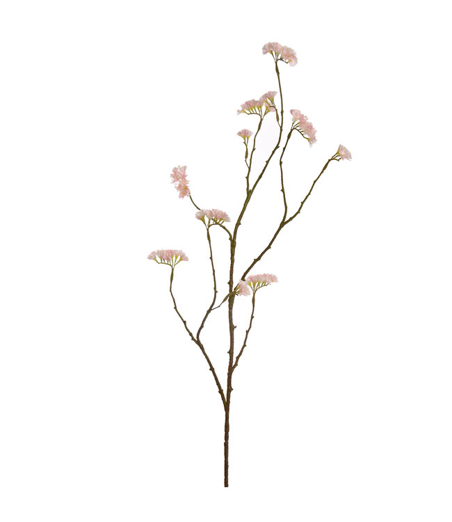 Limonium 110 cm Creme/pink