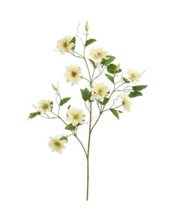 CLEMATIS DIAMANTINA 115CM GROEN