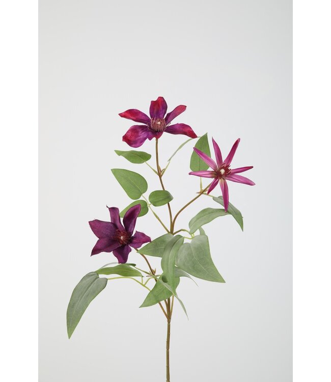 Clematis Spray 86cm paars