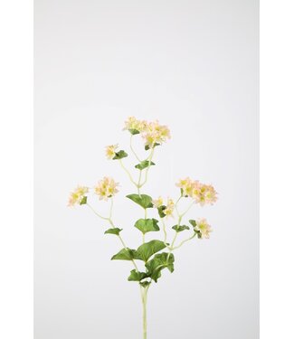 Bupleurum x3 73cm pink