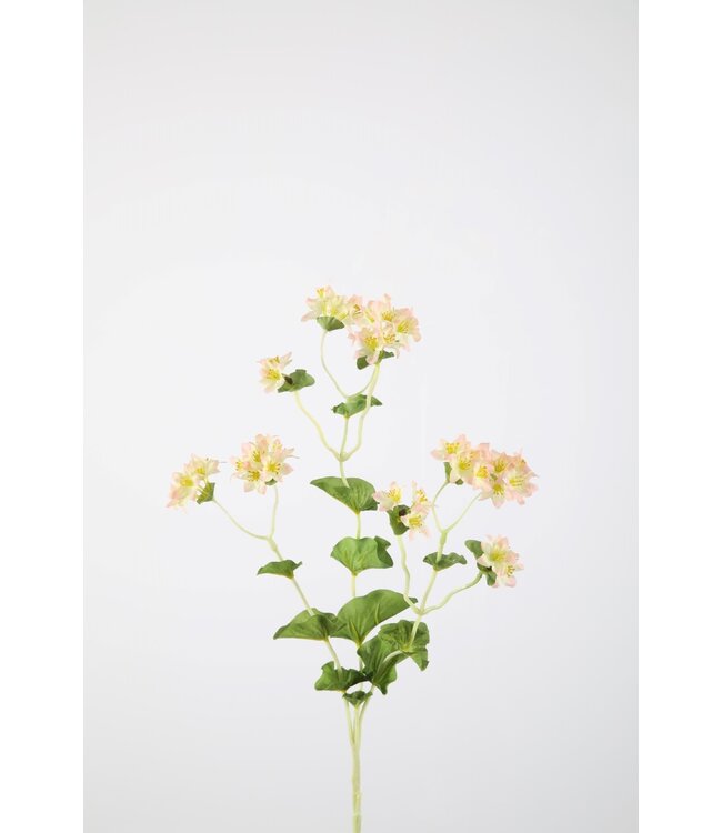 Bupleurum x3 73cm pink