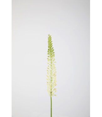 Eremurus Stem 75cm creme /groen