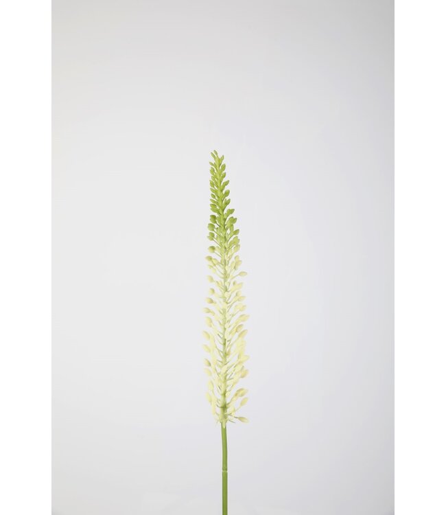 Eremurus Stem 75cm creme /groen