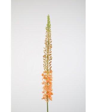 Eremurus Stem 130cm zalm
