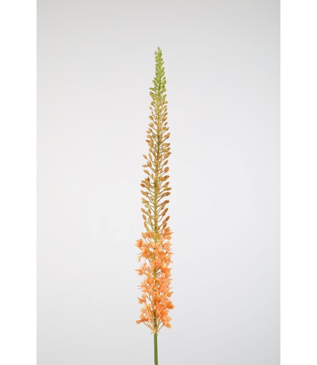 Eremurus Stem 130cm zalm