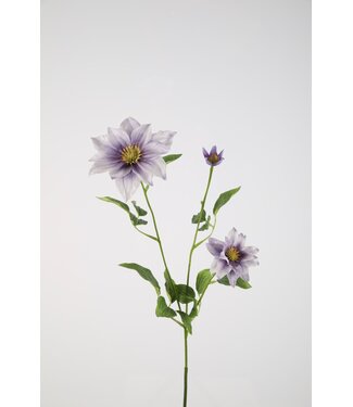 Clematis Spray 90cm  lichtpaars