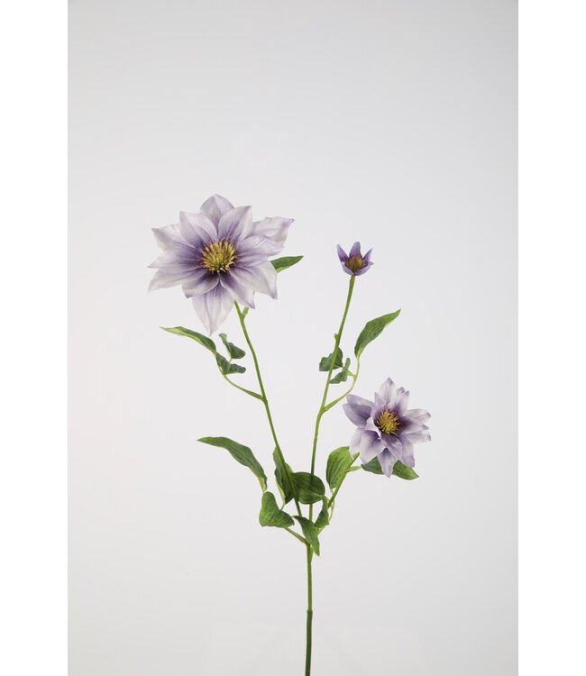 Clematis Spray 90cm  lichtpaars