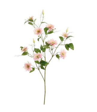 CLEMATIS DIAMANTINA 115CM ROZE