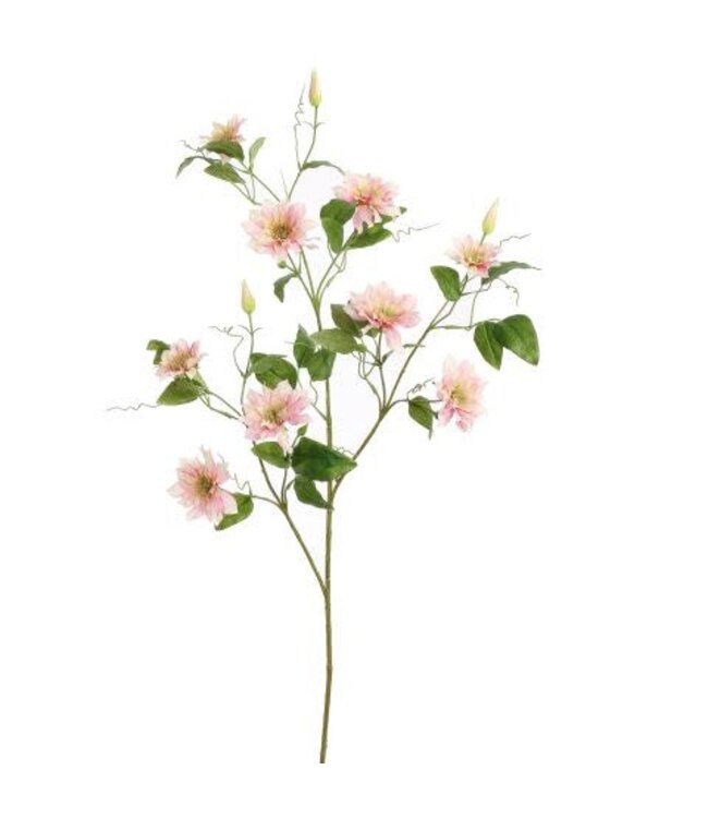 CLEMATIS DIAMANTINA 115CM ROZE