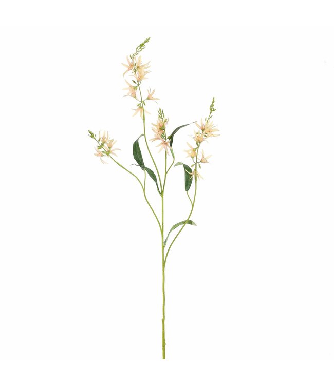 CAMASSIA 101CM PEACH
