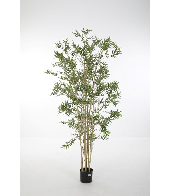 Japanese Bamboo Tree 180cm